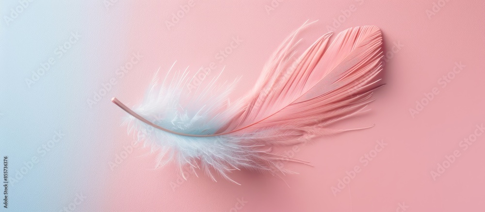 Poster bird feather on a pastel background Isolated  Nature. with copy space image. Place for adding text or design
