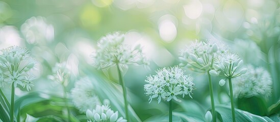 field of wild garlic bear garlic pastel background  Flower. with copy space image. Place for adding text or design