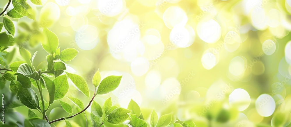 Leinwandbilder Green leaves blur and blurred light bokeh. Abstract background and beautiful backdrop. Copy space image. Place for adding text or design