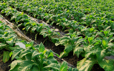Tobacco leaf plant grow at field