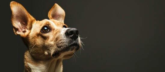dog listening with big ear. Copy space image. Place for adding text or design