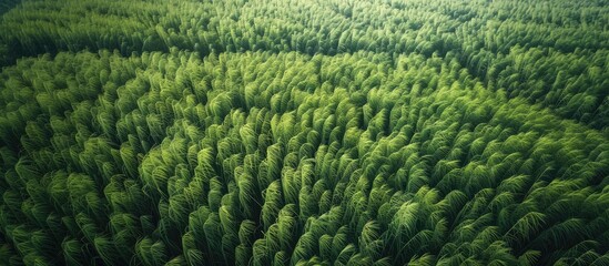 Aerial view of sugarcane plants growing at field. with copy space image. Place for adding text or design