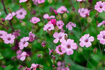 Vibrant Pink Summer Flowers