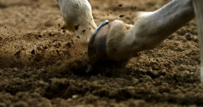 Super slow motion macro of purebred white horse legs during running exercises for competition of horse racing on a riding hall with flying grains of land at 1000 fps. - Powered by Adobe