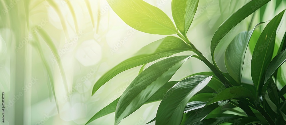 Aufkleber the leaf of the house plant is close. with copy space image. place for adding text or design