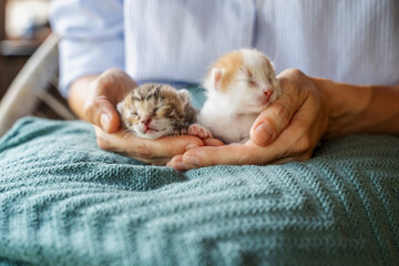Two newborn blind cute red and gray kittens on human hands