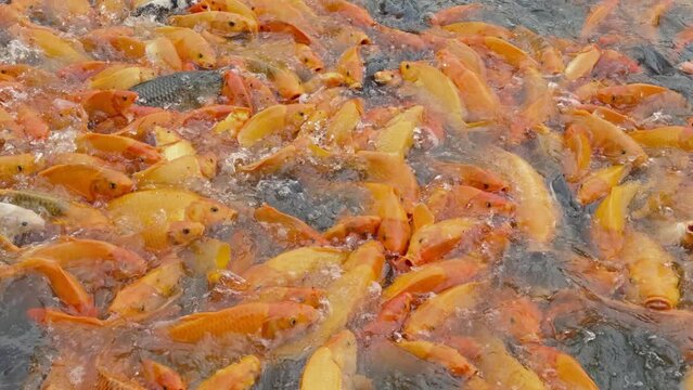 lots of yellow, white and black goldfish and tilapia gather to look for food in the pond