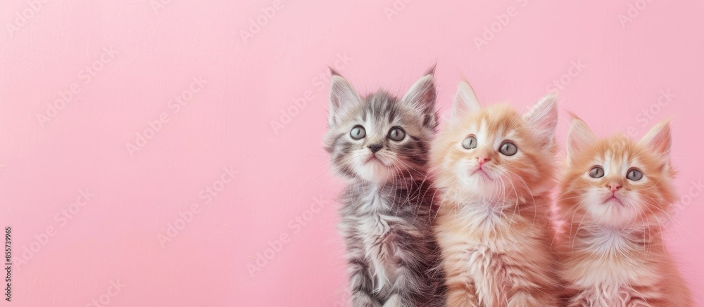 Poster cute kittens cat pastel background isolated cat hair. with copy space image. place for adding text o