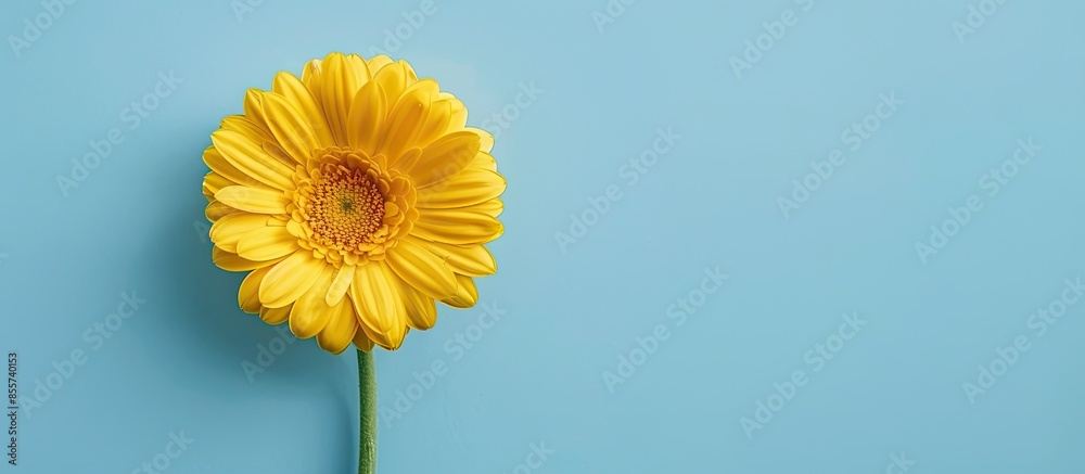 Aufkleber beautiful spring yellow flower gerber on colored background. stylish flat lay. minimal concept. flat