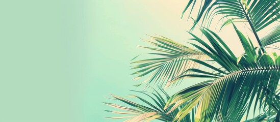 Fototapeta premium Palm Shade pastel background Sky Summer Travel Nature Vintage, Tree, Landscape, Light, Leaf, transparent Green, Blue, Plant, Tropical, Beautiful, Natural, Palm, Tourism, Exotic, Shade, Outdoor