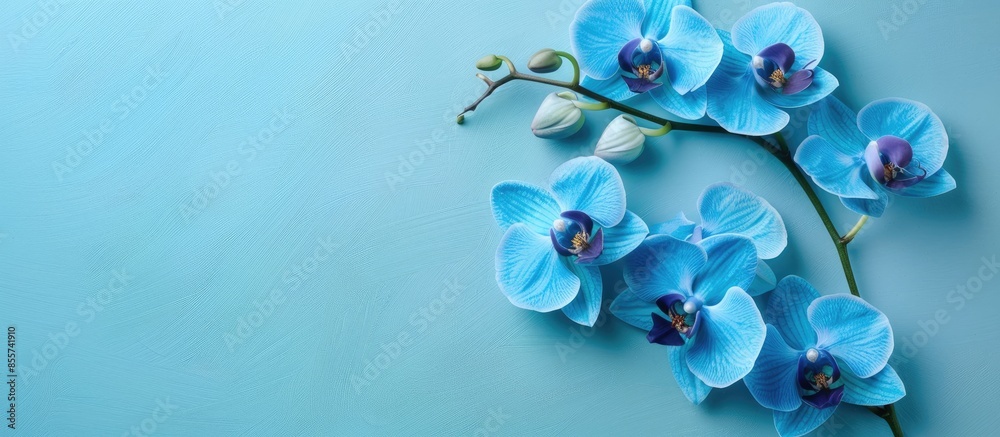 Poster blue orchid Isolated on pastel background Isolated  Flower. with copy space image. Place for adding text or design