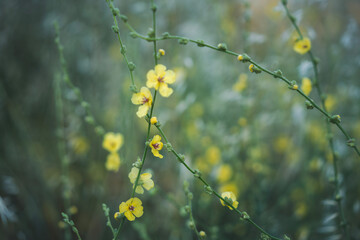 Yellow wildflowers in a field, summer nature floral background and texture