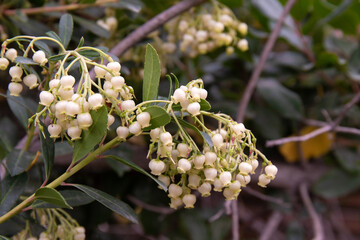 White flowers in the form of bells.