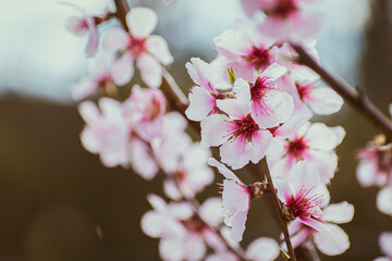 Close up of pink peach tree blossoms
