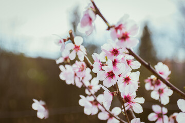 Close up of pink peach tree blossoms
