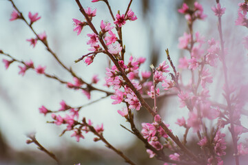 Close up of pink peach tree blossoms