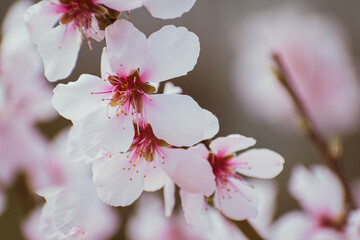 Close up of pink peach tree blossoms