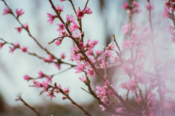 Close up of pink peach tree blossoms