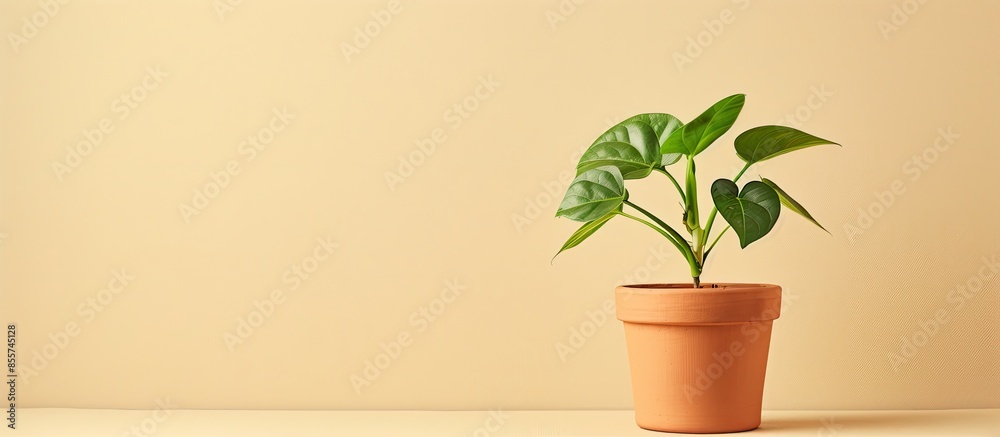 Poster plant, green. terra cotta pot. . with copy space image. place for adding text or design