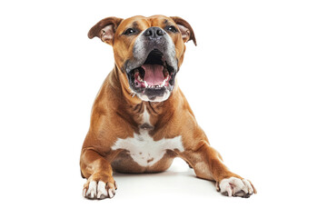 Obraz premium Close-up of an aggressive dog barking with its teeth bared, isolated on white background