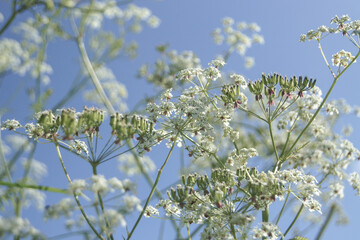 Blossom