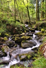 stream in the forest