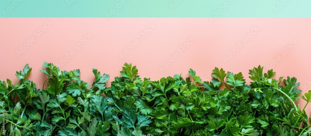 Poster heap of dry parsley on the pastel background food isolated. with copy space image. place for adding 