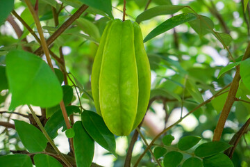 Big Star Fruit Close Up Shot 