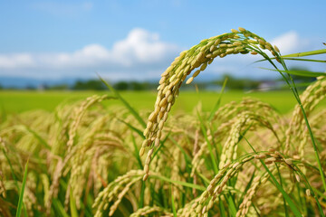 Golden Rice Field in the Morning