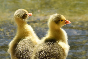 Polluelos del Cisne