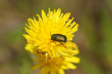 Leaf beetle (Cryptocephalus aureolus) with pollen, family Chrysomelidae. On flower of catsear, flatweed, Hypochaeris radicata. Summer, June, France