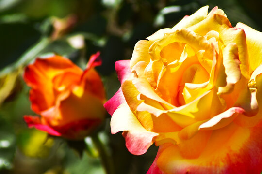 Rosas en Rosaleda