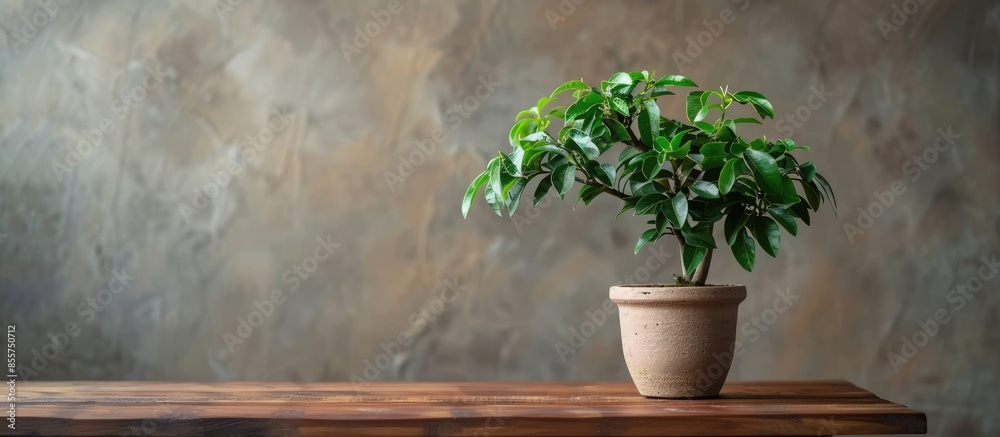 Aufkleber clay pot with green ficus stand on the table, home gardening. with copy space image. place for addin