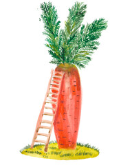 carrots in the garden