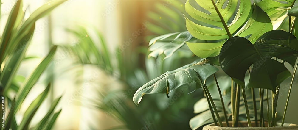 Aufkleber the leaf of the house plant is close. with copy space image. place for adding text or design