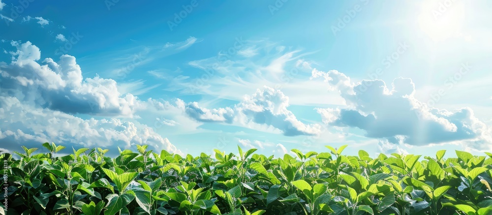 Aufkleber American Country Farm with soybean plants and blue sky. Copy space image. Place for adding text or design
