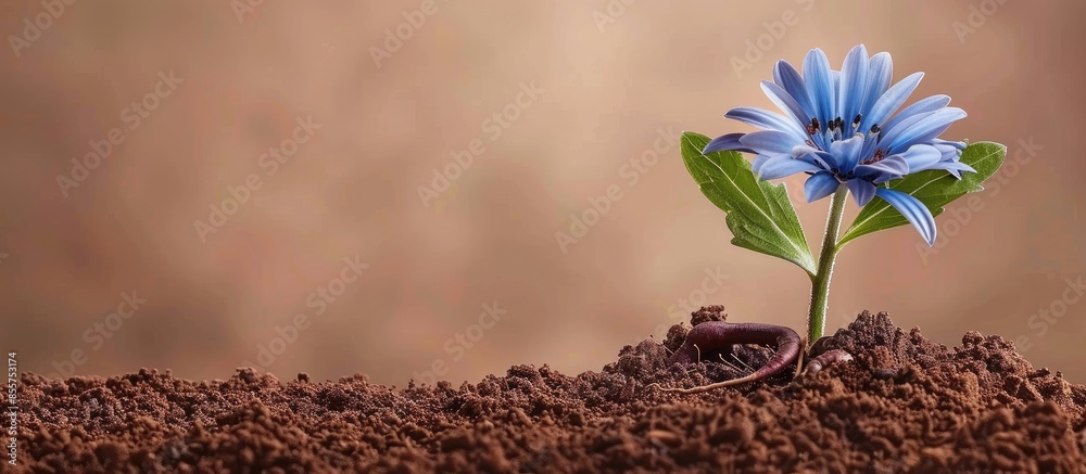 Fototapete Blue flower with green leaf and root on brown soil Isolated on pastel background. with copy space image. Place for adding text or design