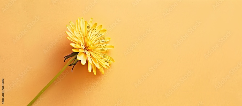 Poster Dandelion Pressed pastel background Pressed  Flower. with copy space image. Place for adding text or design