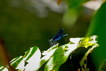 Dragonfly from Englsich Garten munich