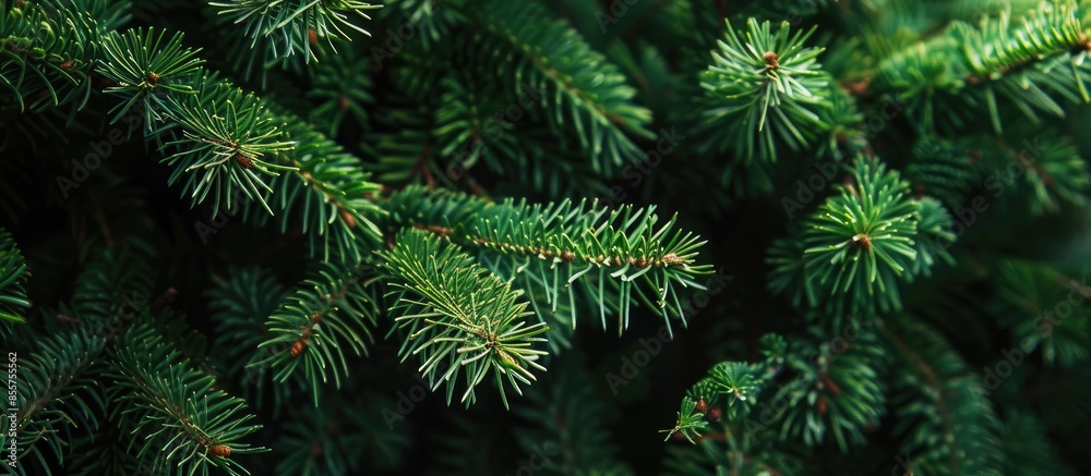 Poster Brightly green prickly branches of a fir-tree or pine. with copy space image. Place for adding text or design
