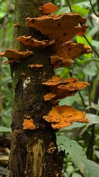 chaga cordiceps lions mane mushrooms in the jungle