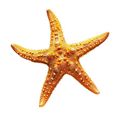 Bright orange starfish with textured surface isolated on transparent background, perfect for marine life and ocean-themed designs.