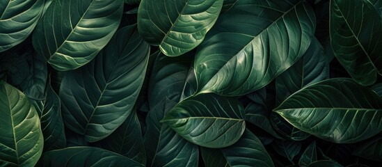 closeup nature view of green leaf in garden, dark wallpaper concept, nature background, tropical leaf. with copy space image. Place for adding text or design