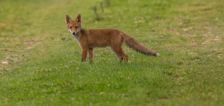 Renard Images – Browse 6,347 Stock Photos, Vectors, and Video