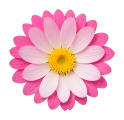Obraz premium pink and white flower isolated on transparent background, extracted, png file