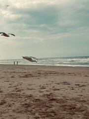 Fototapeta premium Seagull Soaring Over the Serene Sea