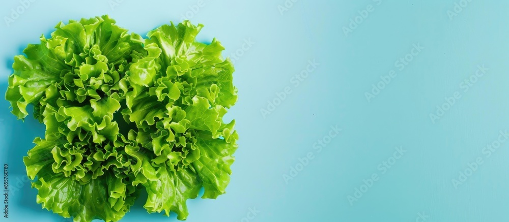 Poster fresh green cos lettuce isolated on pastel background. with copy space image. place for adding text 