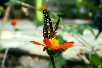 butterfly on red flower