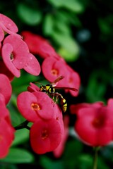a yellow wasp on a flower is sucking nectar