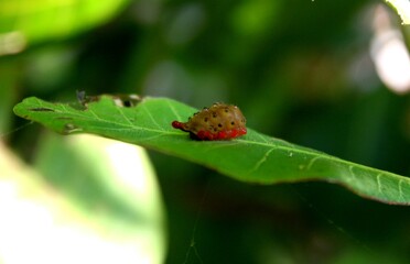 caterpillars on leaves